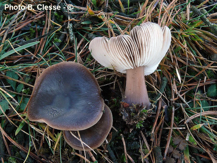 Collybia butyracea