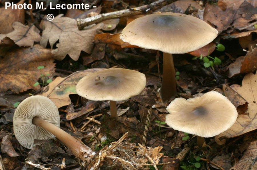 Collybia butyracea (Rhodocollybia butyracea)