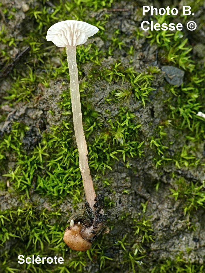 Collybia cookei