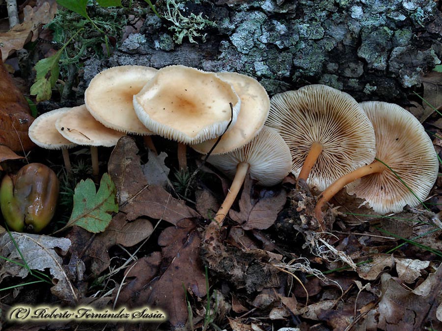 Gymnopus dryophilus (Collybia dryophila)