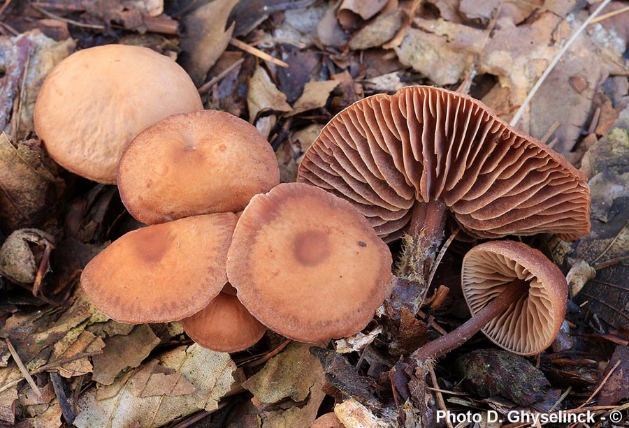 Collybia fagiphila (Gymnopus fagiphilus)