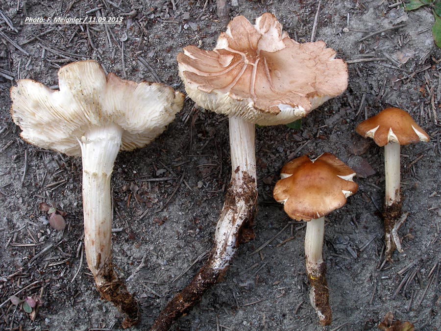 Collybia fodiens