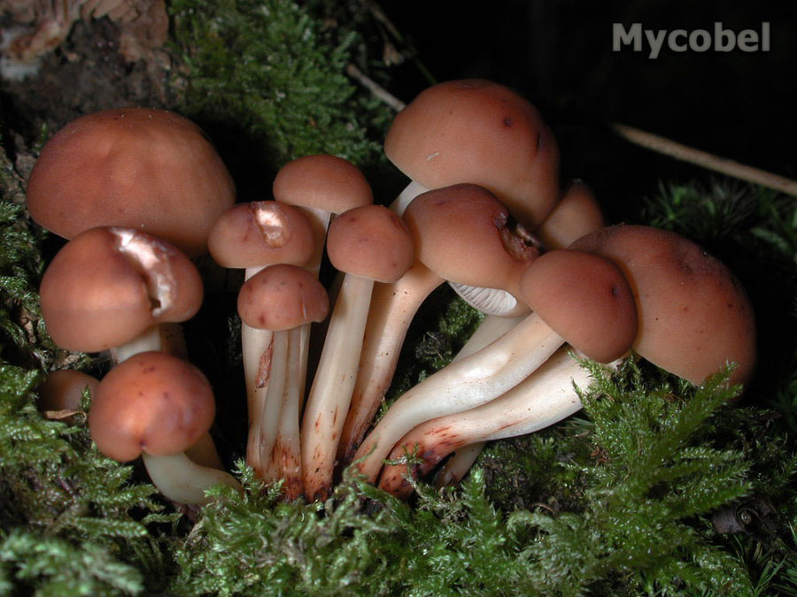 Collybia fusipes (Gymnopus fusipes)