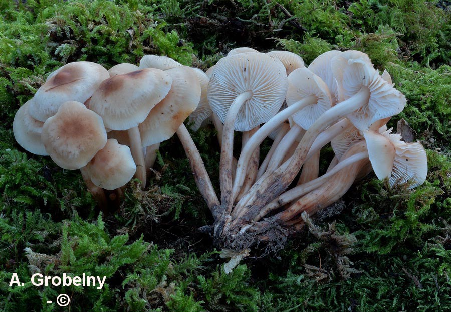 Collybia fusipes (Gymnopus fusipes)