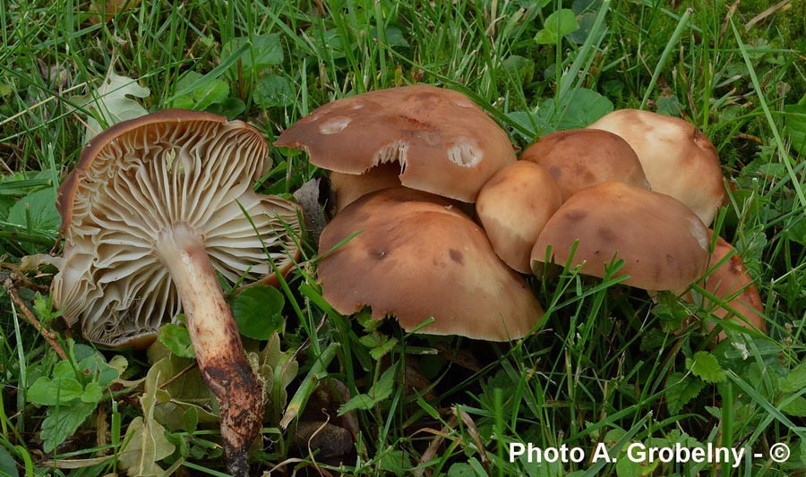 Collybia fusipes (Gymnopus fusipes)