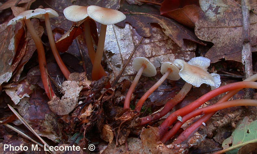 Collybia kuehneriana