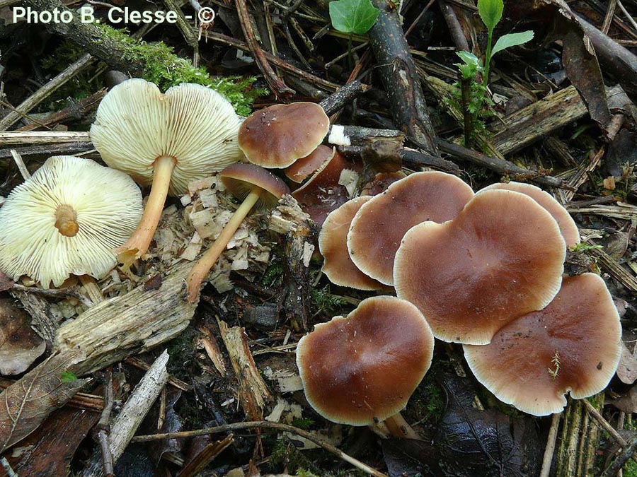 Collybia luteifolia