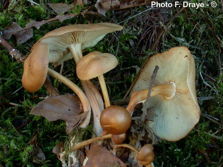 Collybia luxurians