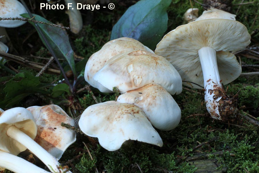 Collybia maculata