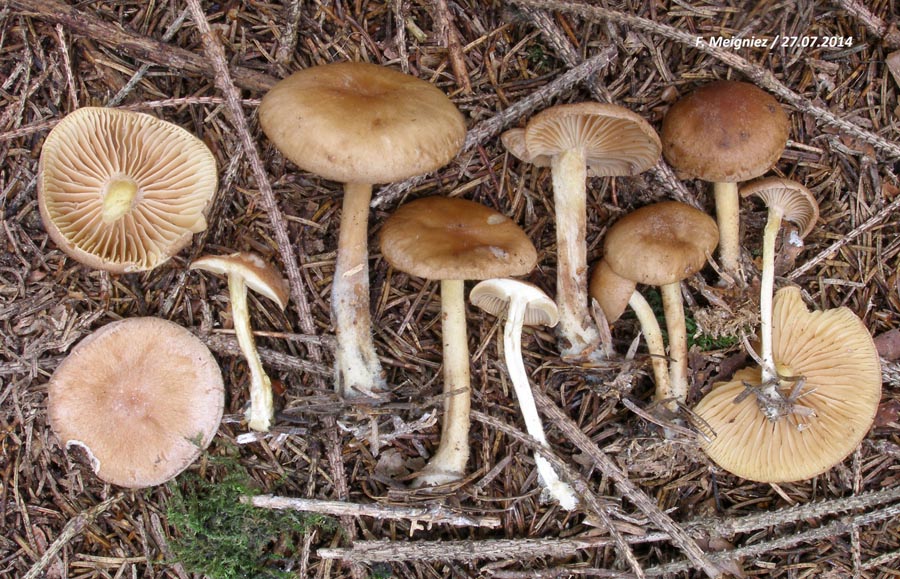 Collybia peronata (Gymnopus peronatus)