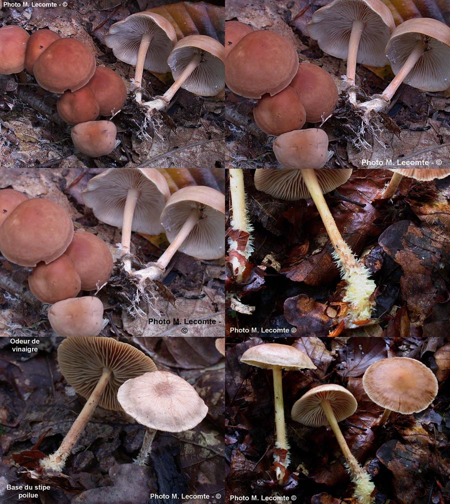 Collybia peronata (Gymnopus peronatus)