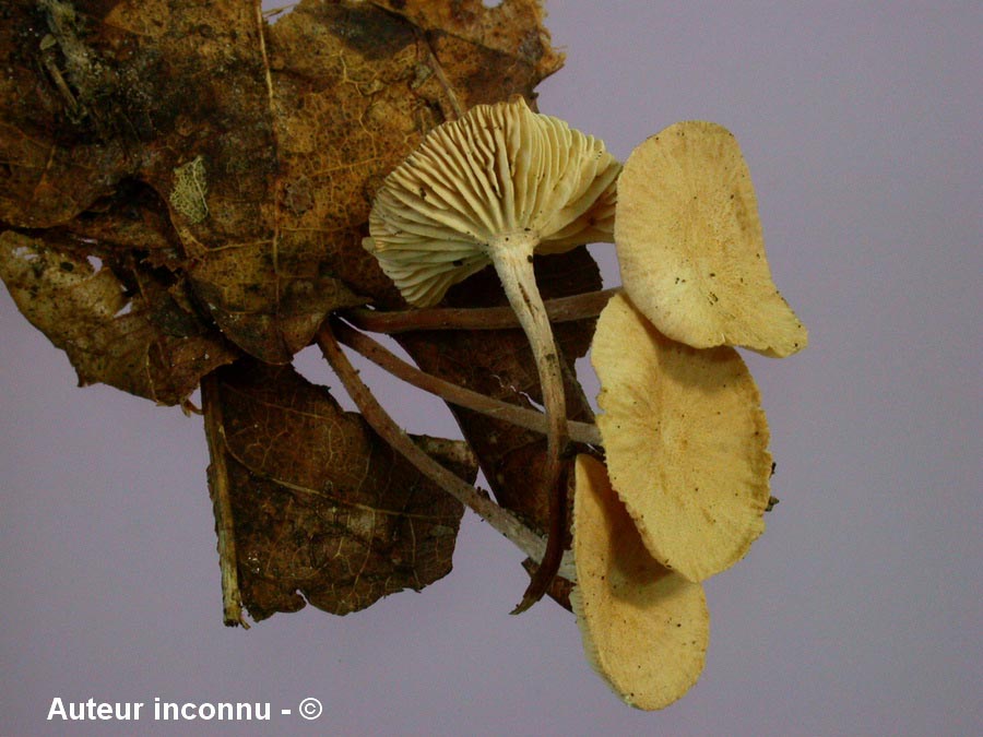 Collybia terriginea