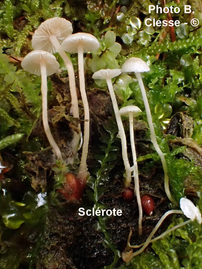 Collybia tuberosa