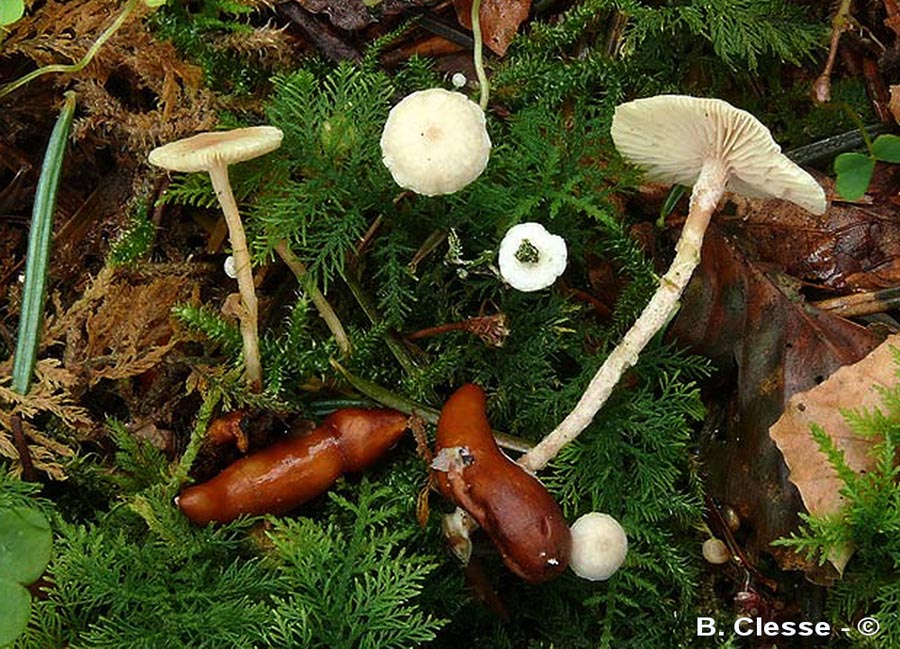 Collybia tuberosa