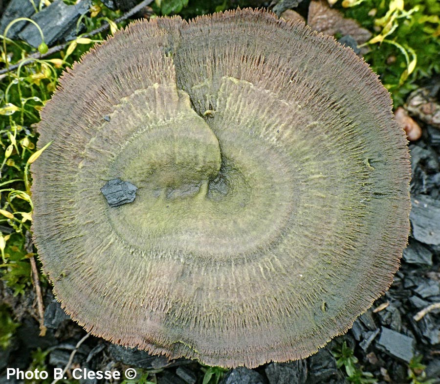 Coltricia focicola