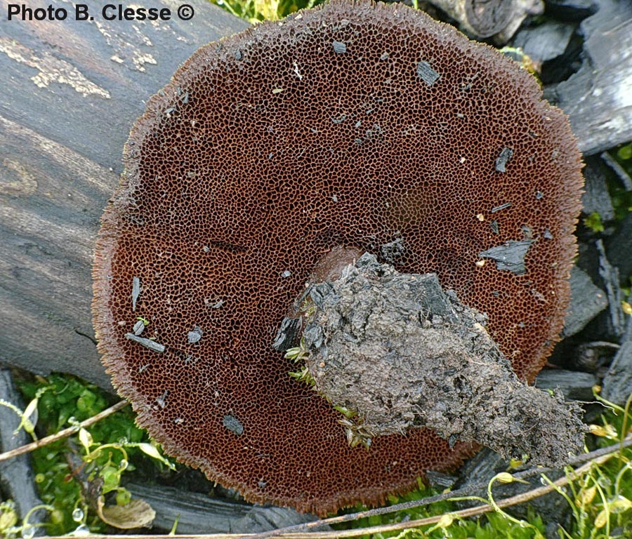 Coltricia focicola