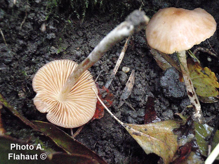 Conocybe abruptibulbosa