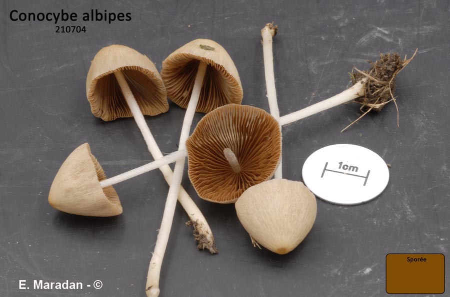 Conocybe albipes