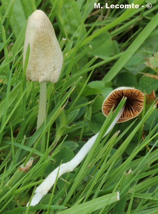 Conocybe albipes