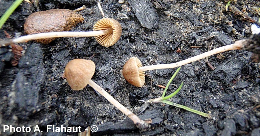 Conocybe anthracophila