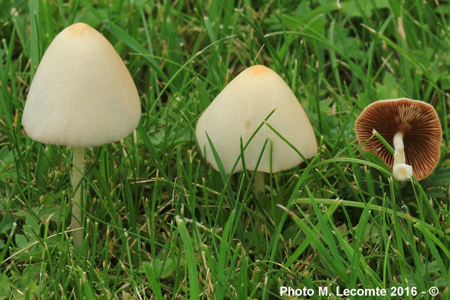 Conocybe apala