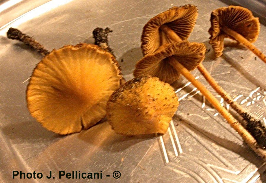 Conocybe aurea