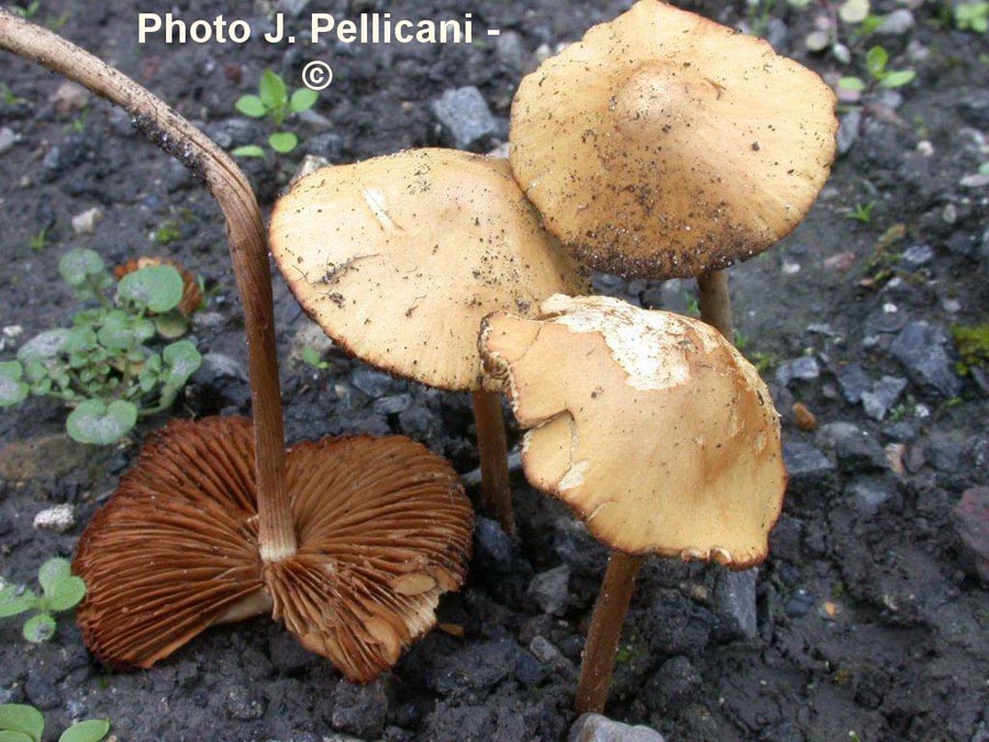 Conocybe aurea