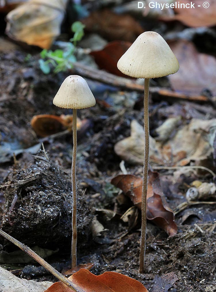 Conocybe brunneidisca