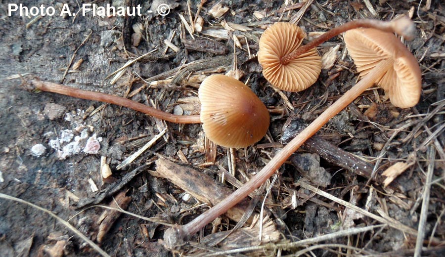 Conocybe digitalina