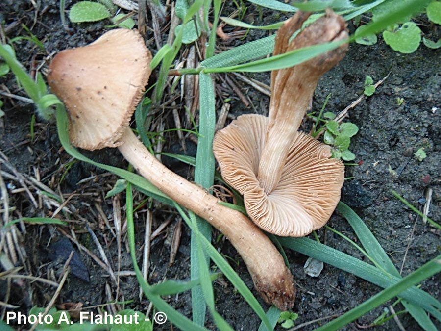 Conocybe elegans