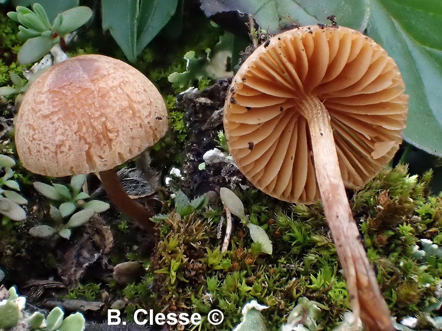 Conocybe enderlei var. enderlei