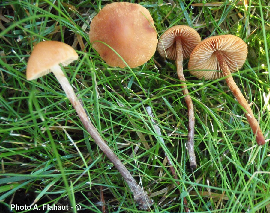 Conocybe exannulata