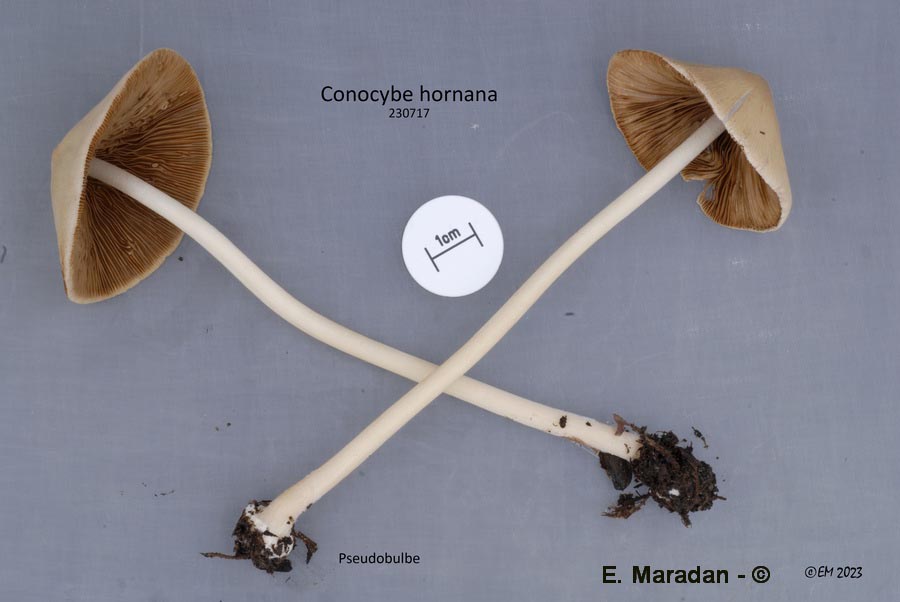 Conocybe hornana