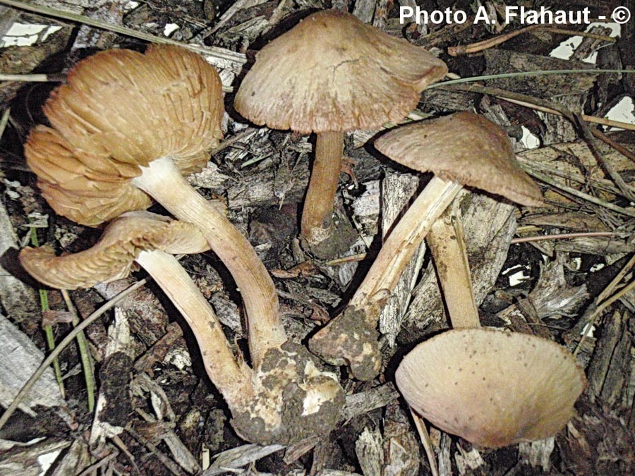 Conocybe inocybeoides