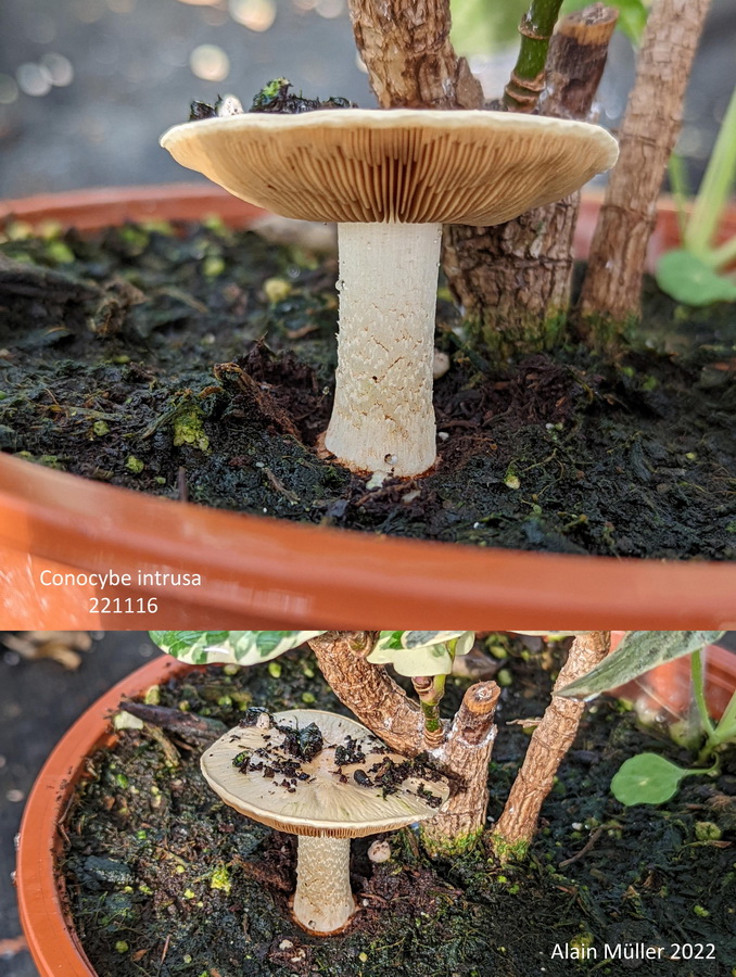 Conocybe intrusa