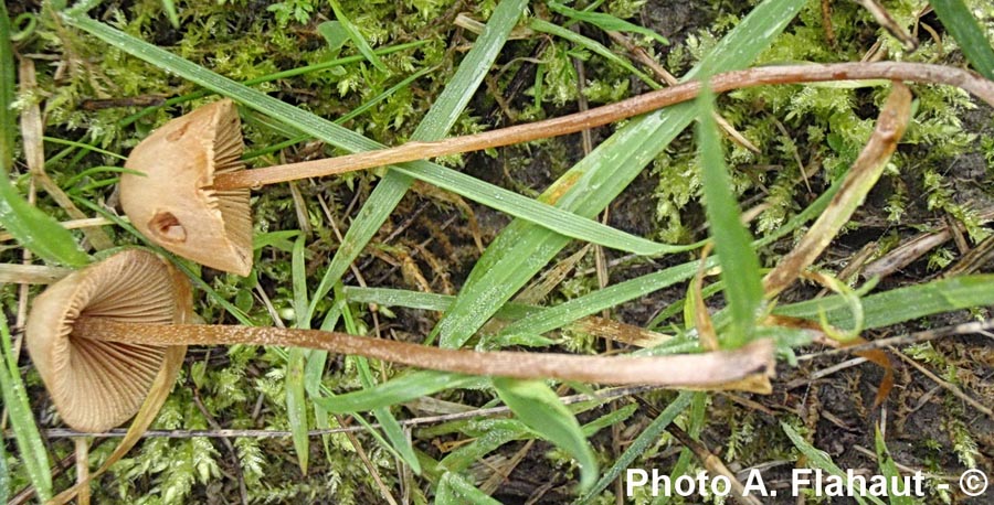 Conocybe juniana