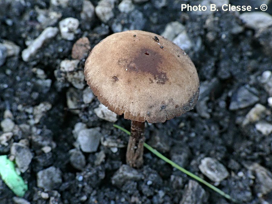 Conocybe juniana