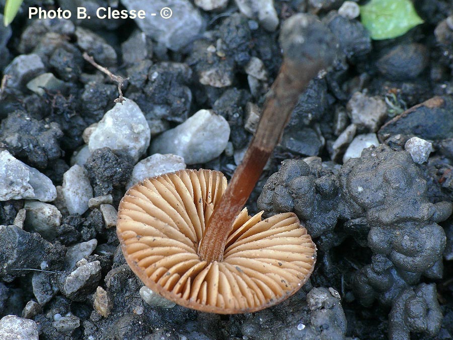 Conocybe juniana