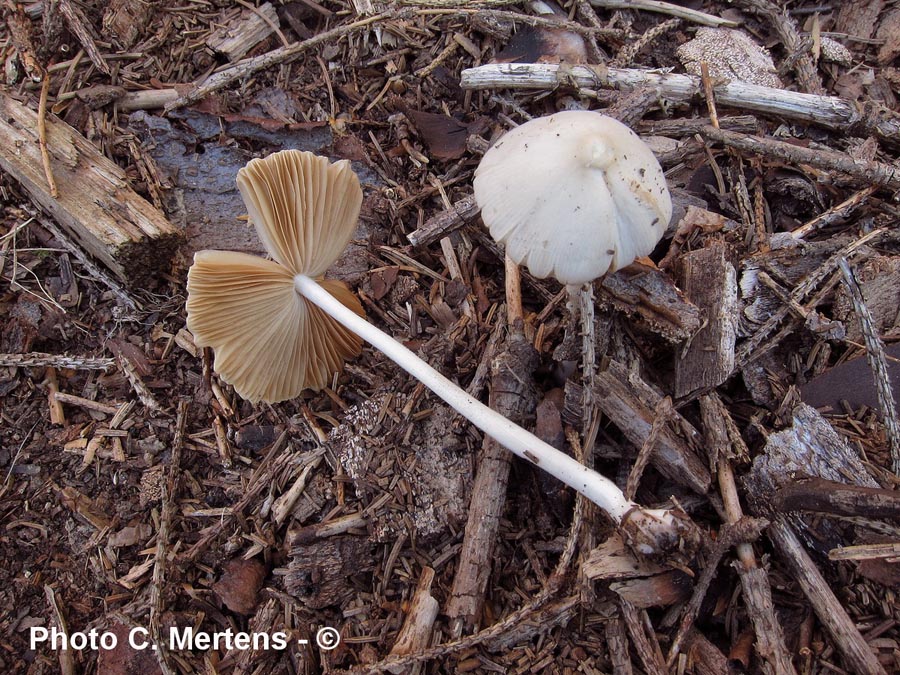 Conocybe lactea