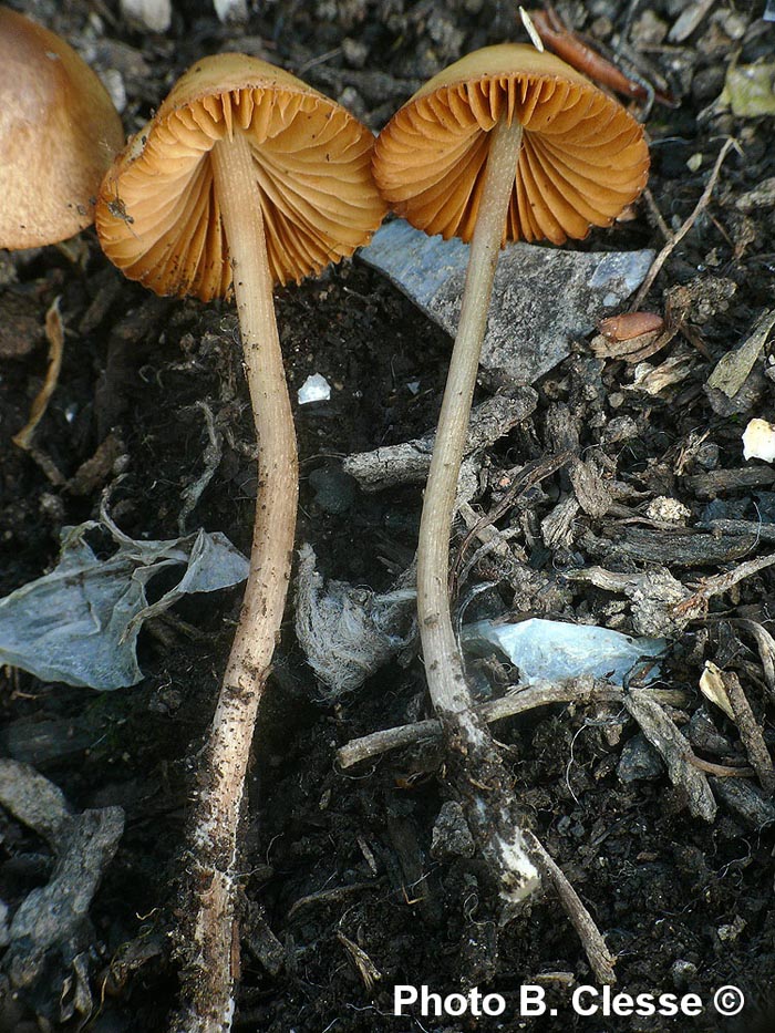 Conocybe macrospora