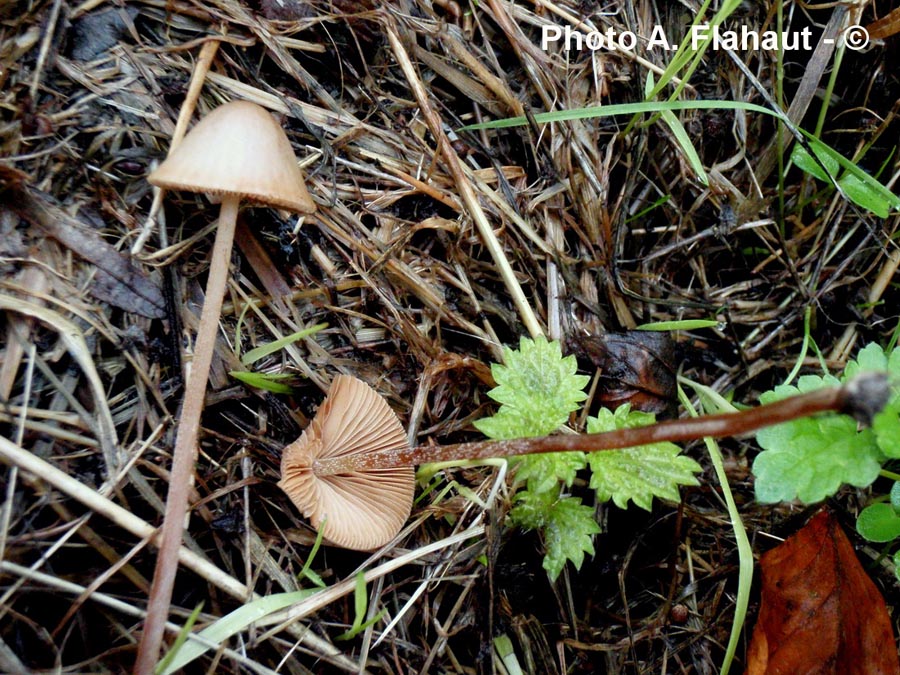 Conocybe magnicapitata