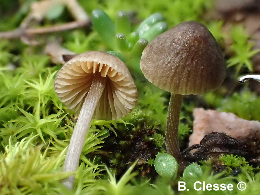 Conocybe moseri var. bisporigera