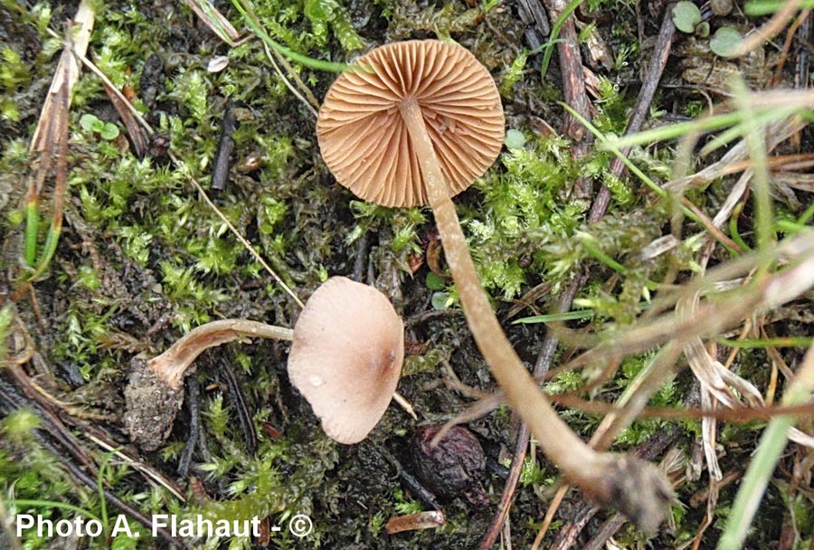 Conocybe piloselloides