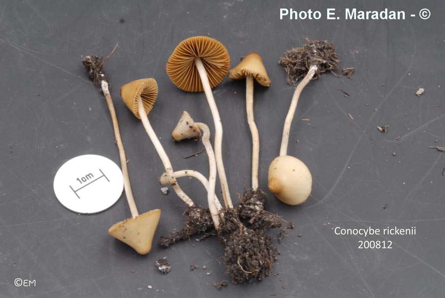 Conocybe rickenii