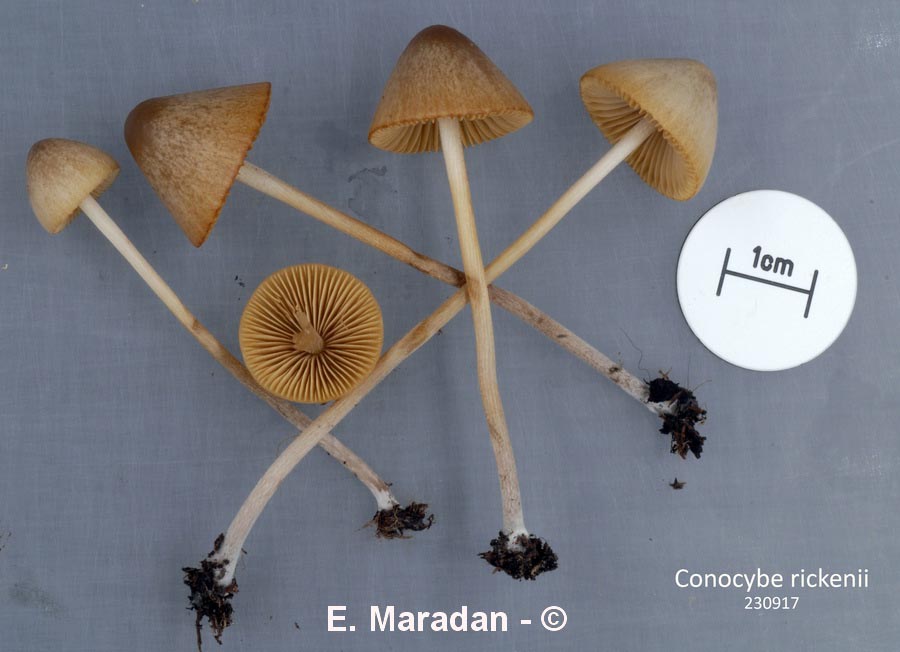 Conocybe rickenii