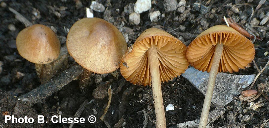 Conocybe rubiginosa