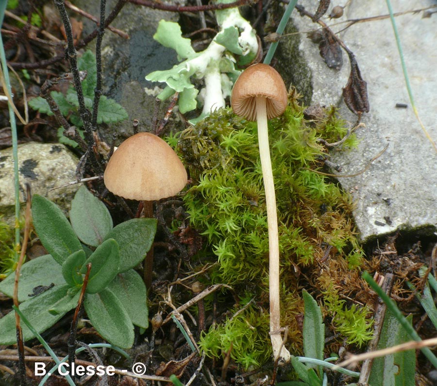 Conocybe semiglobata var. campanulata