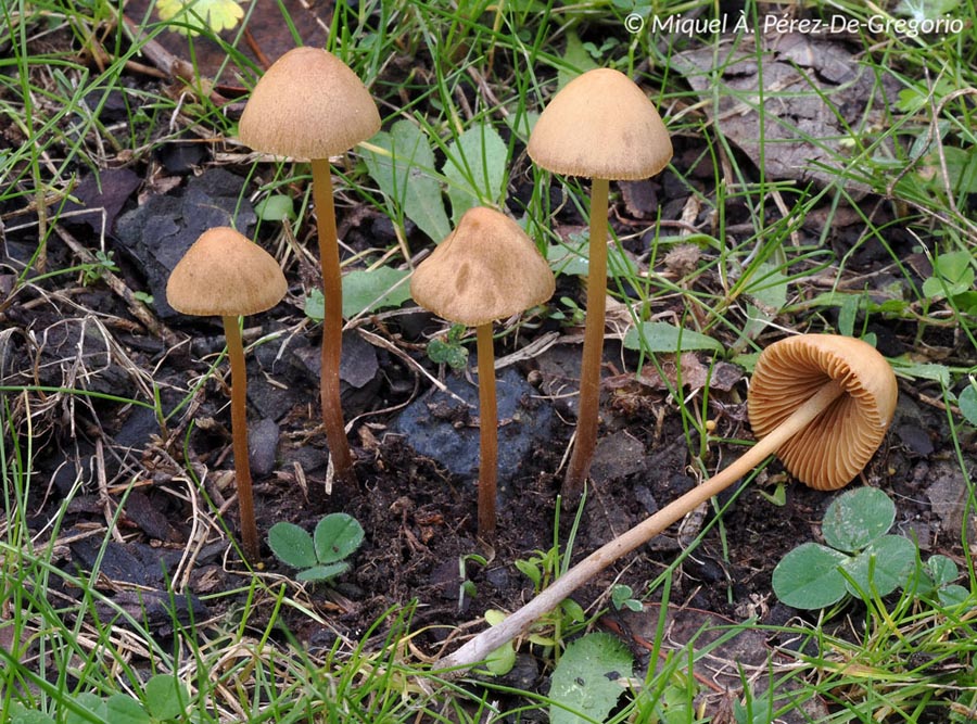 Conocybe semiglobata var. semiglobata