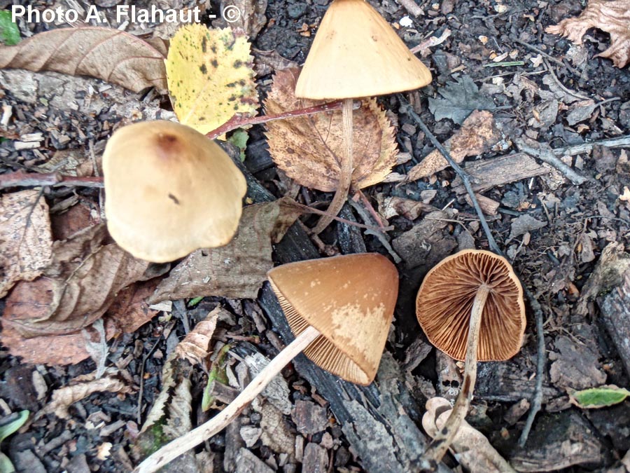 Conocybe semiglobata