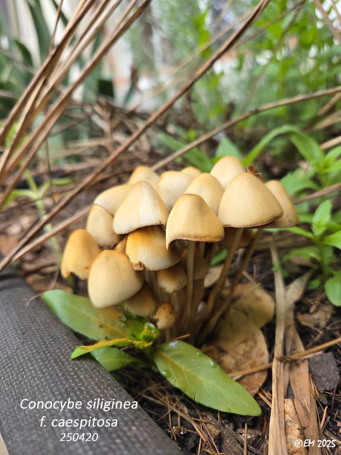 Conocybe siliginea
